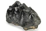Partial Gomphothere (Mastodon Relative) Molar - South Carolina #235817-2